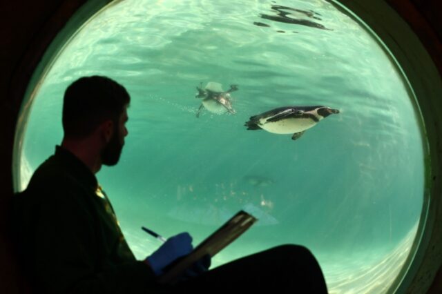 Despite the arrival of 11 chicks last year and five new adults, the keepers can recognise