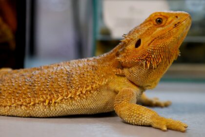 Japan Post says it will stop shipping reptiles in the mail from April 1