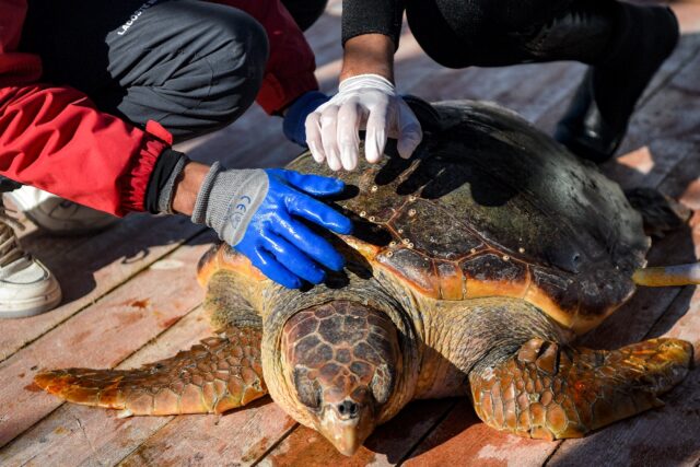 Tunisian Rehab Barge Offers Hope For Vulnerable Sea Turtles - Breitbart