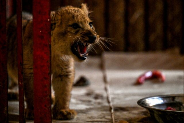 A lion cub confiscated from Pakistani YouTube star Rajab Butt growls inside his enclosure