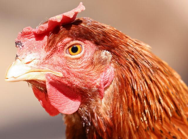 Scientists have been sounding the alarm about the potential pandemic threat posed by bird