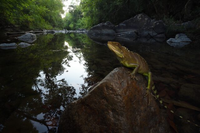 A total of 89 species were detected, including the Indochinese water dagon, in Virachey Na