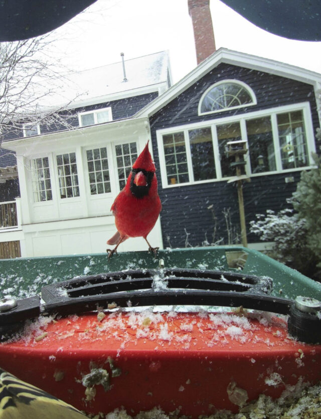 Smart Bird Feeder The Associated Press
