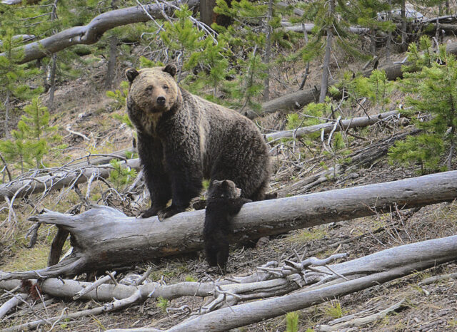 US Grizzly Bear Protections The Associated Press
