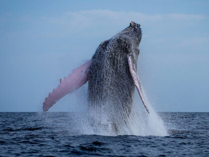 A humpback whale breaches off near Iguana Island, Panama, Sunday, July 14, 2024. (AP Photo