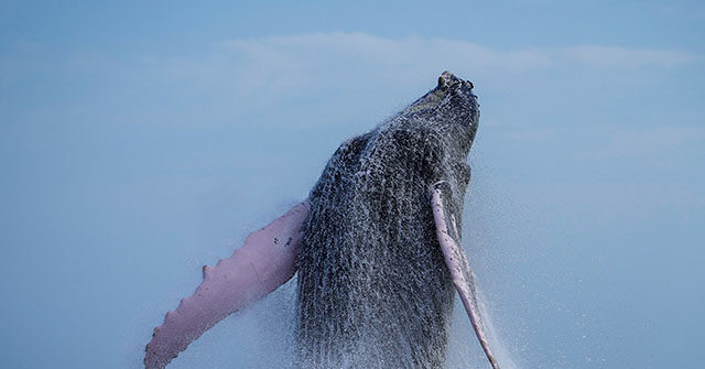 WATCH: Stunned Kayaker Recalls Being Swallowed by Humpback Whale