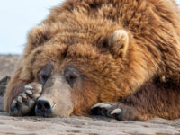 Berry the 525-Pound Bear Found Hiding from Wildfire Under L.A. Home