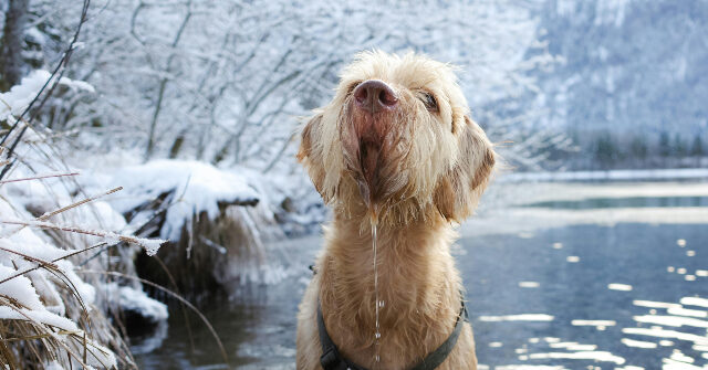 NextImg:Watch: Police Officer Crawls Across Ice to Rescue Dog in Lake