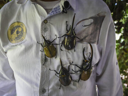 Company exporter of long-horned beetles, a popular pet for Japanese children, has created