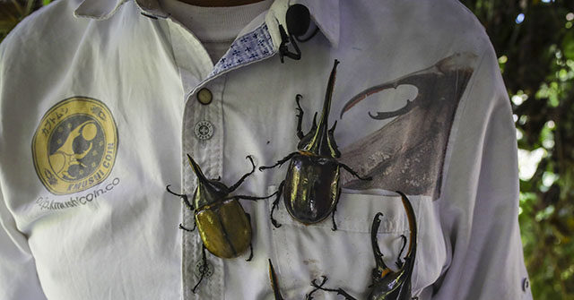 VIDEO: 37 Live Giant Beetles Found in Japanese Snack Packs at LAX