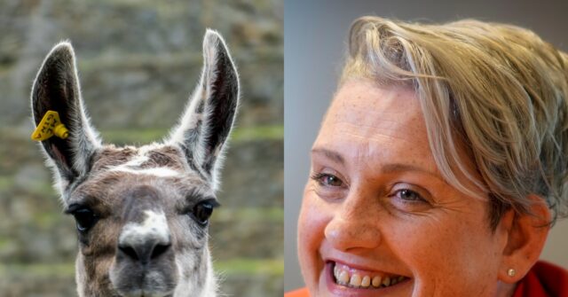 NextImg:Lefty Lunacy: UK Health Minister Defended People Identifying as Llamas