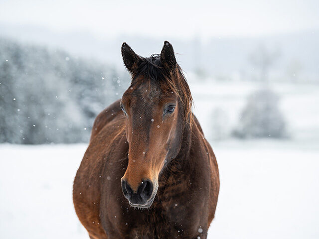 horse in snow
