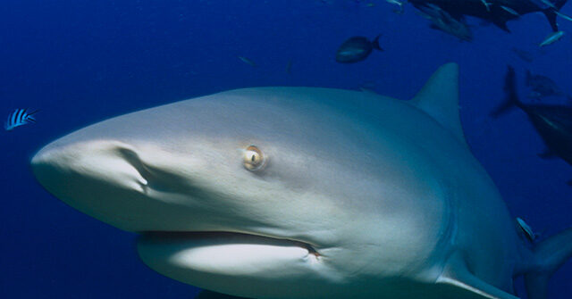 Vacationer Loses Hands in Turks and Caicos Trying to Take Photo with Shark