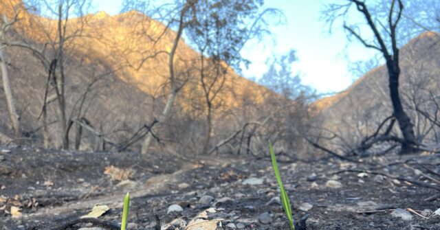 Scorched Mountains; Green Shoots: A Canyon After Palisades Fire