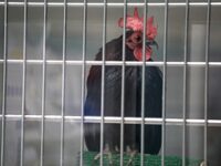 New York Live Bird Markets Ordered to Close for Five Days amid Bird Flu Outbreak