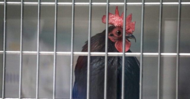 NY Live Bird Markets Ordered to Close amid Bird Flu Outbreak