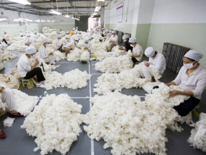 Workers remove by hand impurities such as leaves from cotton fibers on October 26, 2005 in