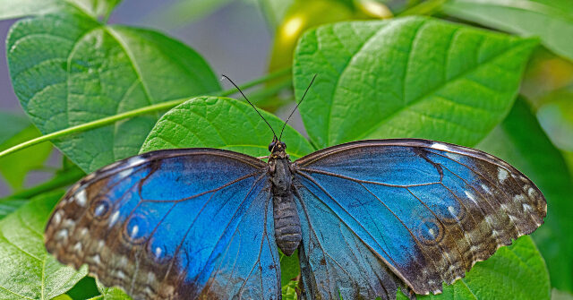 Teen Dies After Injecting Himself with Butterfly Remains