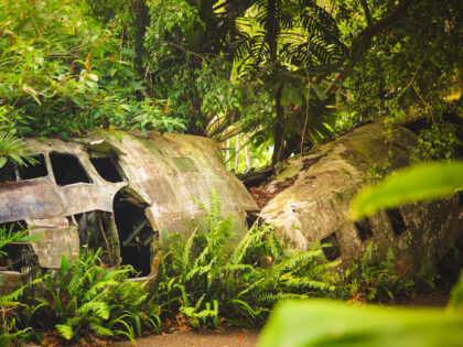 crashed plane in rainforest