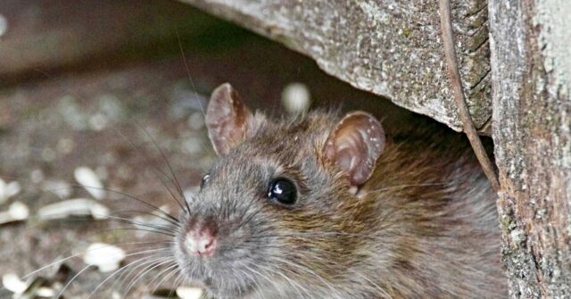 Alarmists Claim Climate Change Is Causing ‘Rat Population Overload’
