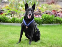 ‘Very Good Boy’ Hurricane, America’s Most Decorated Dog, Dies at 16