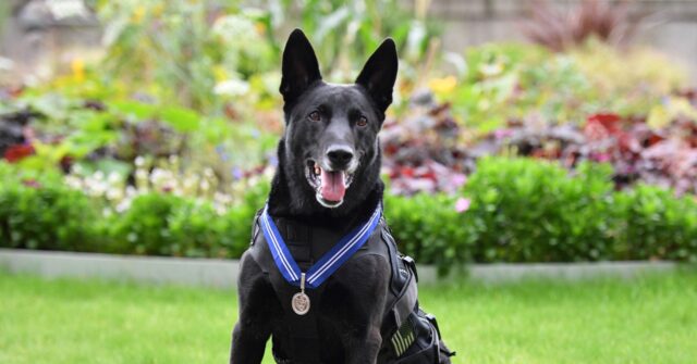 'Very Good Boy' Hurricane, America's Most Decorated Dog, Dies at 16