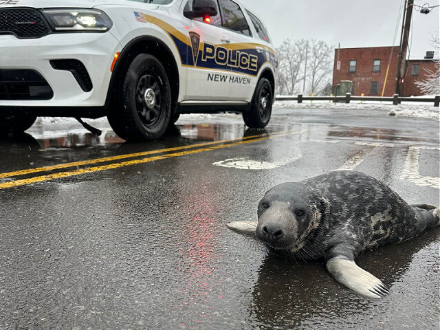 lost-seal-new-haven-connecticut-police-department PHOTOS — ‘We’re Just Happy He’s Safe’: Baby Seal Lost in Connecticut City Gets H