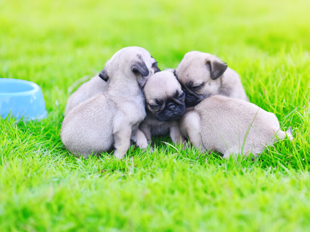 pug puppies