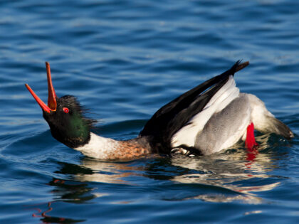 Red-breasted merganser (Mergus serrator) male swimming in winter, Germany. (Arterra/Univer