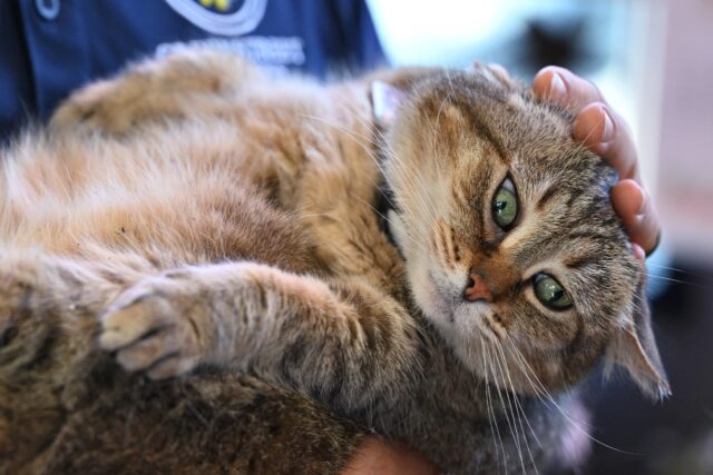 Cats may be at heightened risk of bird flu if their owners work with affected dairy herds,