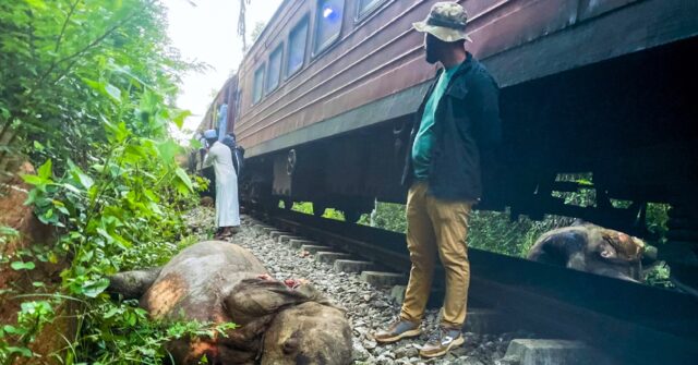 Train derails after colliding with elephants in Sri Lanka, six killed