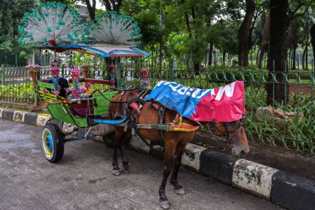 Horses, still used to pull traditional wooden carriages in Jakarta, were once a staple of