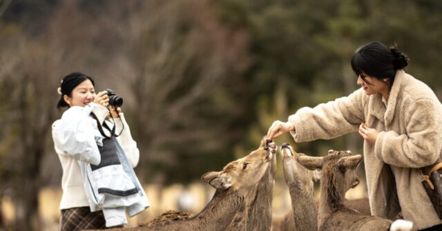 Nara Park Implements Trial Bins to Combat Deer Littering Crisis