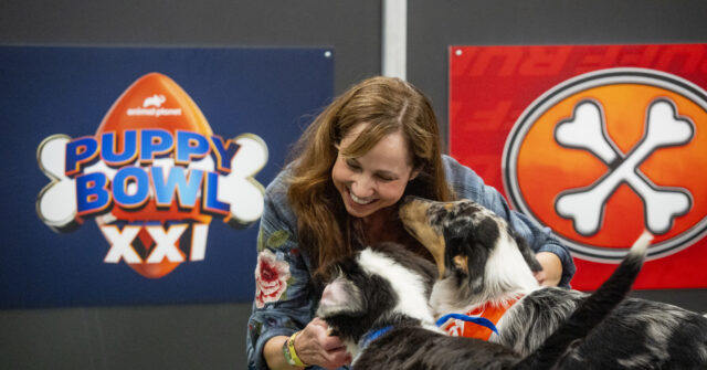 Puppy Bowl XXI Features 142 Rescue Puppies from 80 Shelters