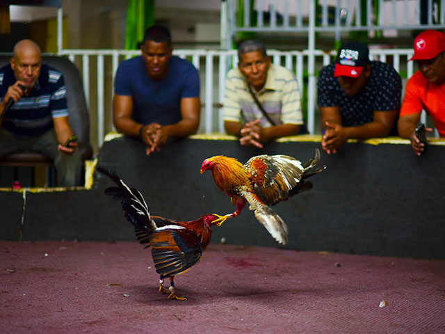 Fight night at the Campanillas cockfighting club, in Toa Baja, Puerto Rico, Wednesday, Dec