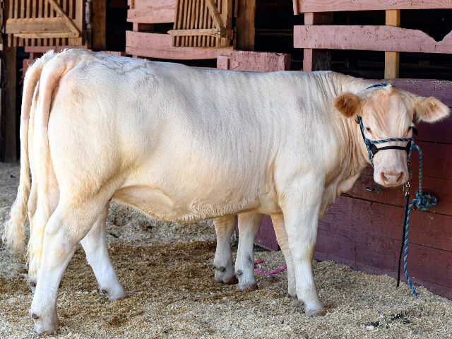 Charolais Two Charolais show heifers resting in their stall area after a youth livestock show at a l