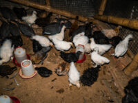 Exclusive — USDA Secretary Gives Update on Egg Prices: All In on Chicken Repopulation and Biosecu