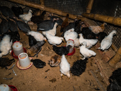 Every year mass bird flu infections forced farmers in numerous countries to slaughter mill