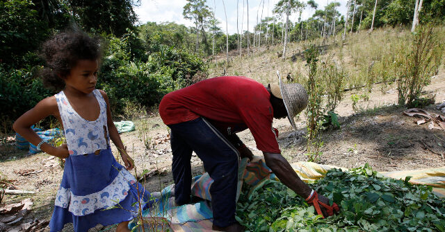 Colombia Asks U.N. to Remove Coca Leaves from Harmful Substance List
