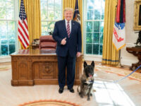 PHOTO: President Trump Honors America’s ‘Heroic’ Working Dogs on K-9 Veterans Day