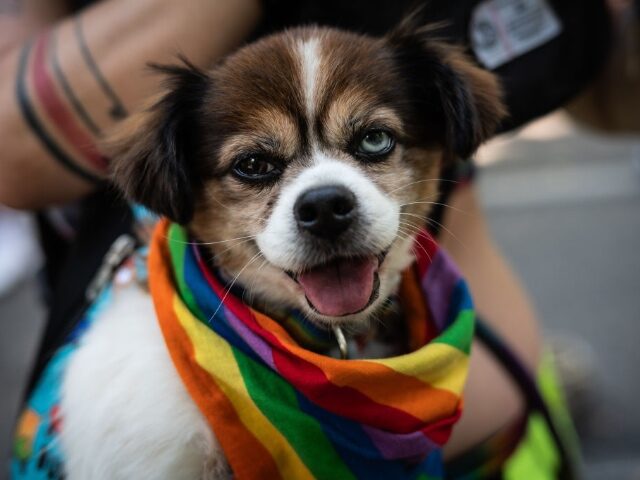 Exclusive — White Coat Waste: Trump’s NIH Cuts Grants for Transgender Experiments on An