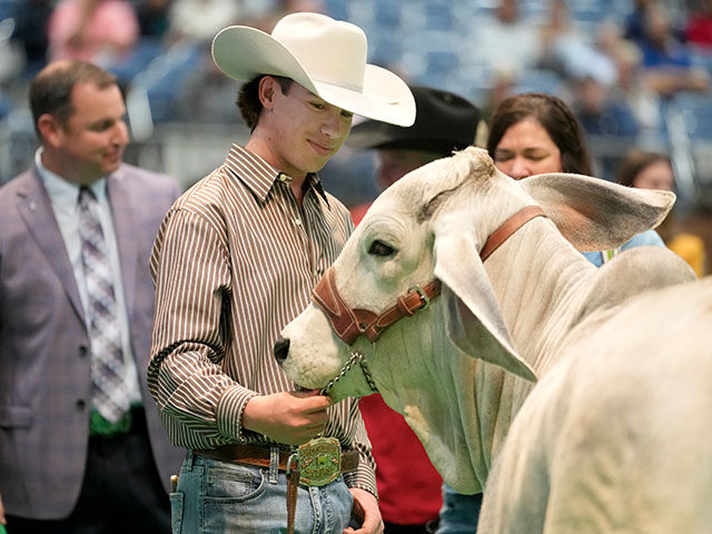 Brady Barton, 17, looks over his gifted Grey Brahman that he was presented after he was an