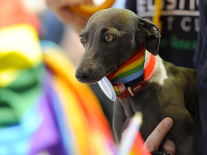 A dog with a rainbow dog collar is pictured during the lesbian, gay, bisexual and transgen