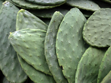 Prickly pear cactus pads sit in a pile at a farm in Michoacan state, Mexico. Photographer: