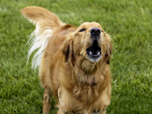 Golden retriever