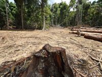 Amazon Forest Cleared for Road to Carry Globalist Elites to Climate Summit