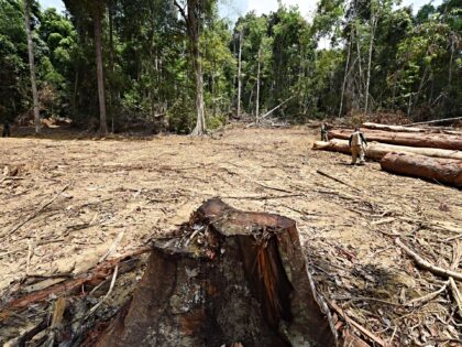 Officials from Para State, northern Brazil, inspect a deforested area in the Amazon rain f