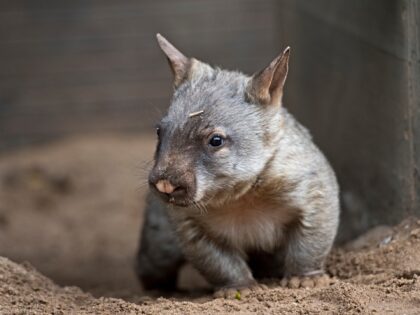 A keeper holds and shows off the new baby "Hairy Nose Wombat" on September 17, 2014 in Mel