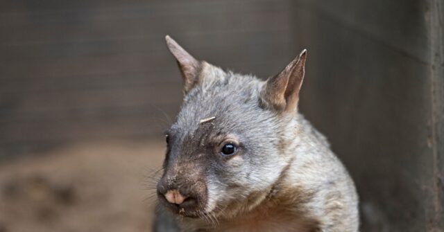 Australians Furious with U.S. Influencer Who Snatched Baby Wombat