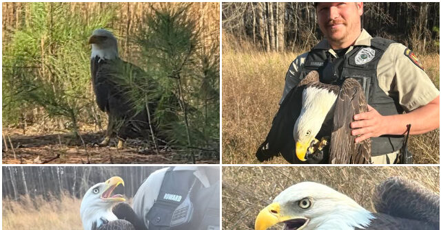 PHOTOS -- 'Bravo, Gentlemen': NC Officers Rescue Injured Bald Eagle
